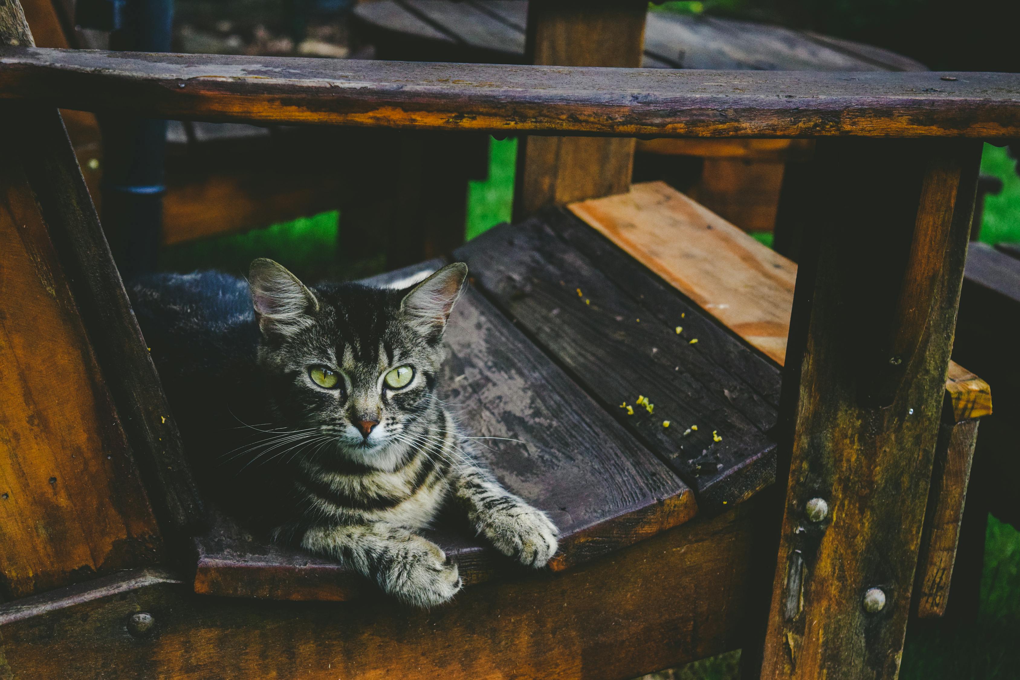 网红猫遭遇一拳打飞的不幸事件