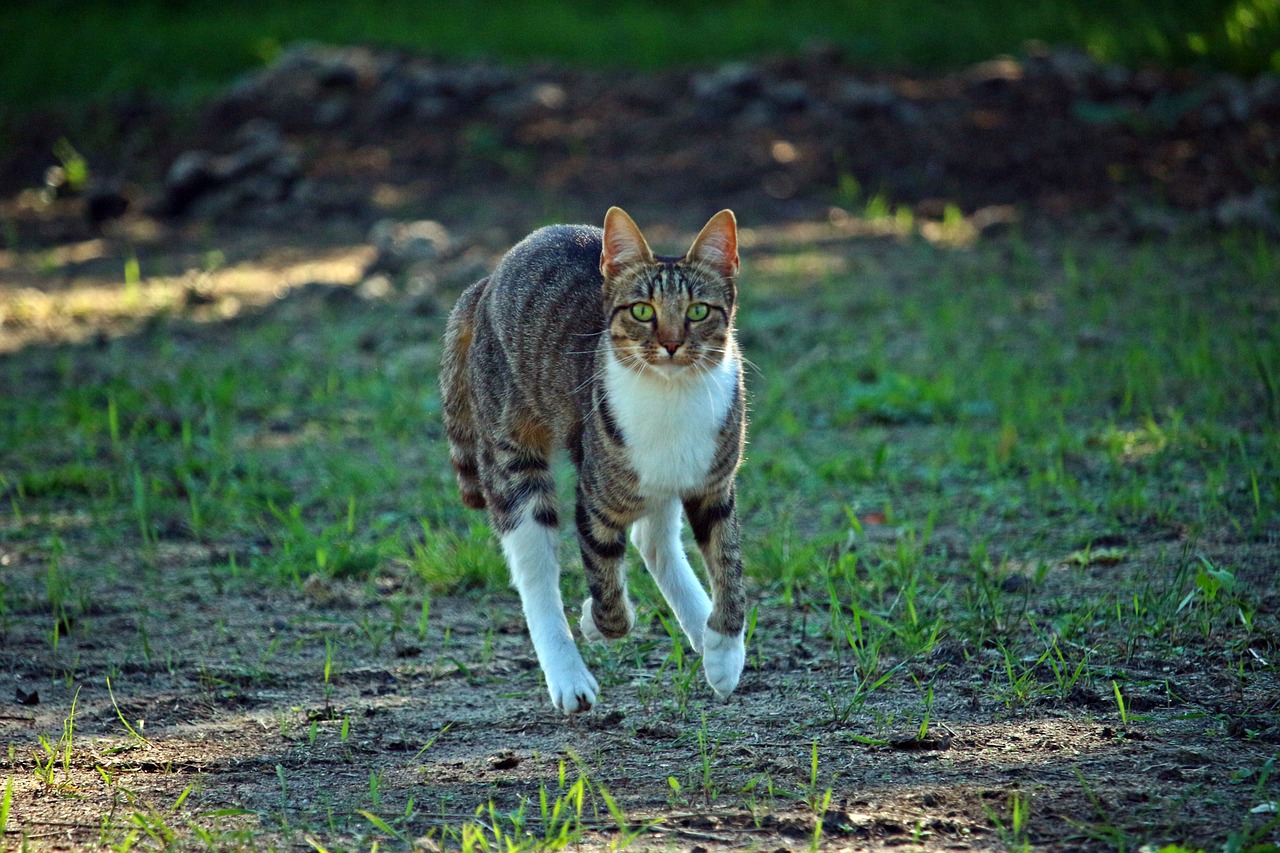 王欣瑜再现猫咪狩猎，灵动与智慧的完美结合